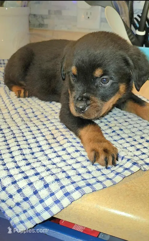 Missy – Rottweiler puppy for sale in Indianapolis, IN