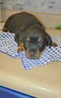 Missy, a female Rottweiler for sale in Indianapolis, IN – Photo 2 of 10