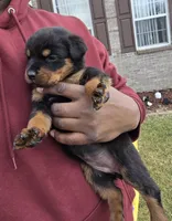 Angel, a female Rottweiler for sale in Indianapolis, IN – Photo 4 of 10