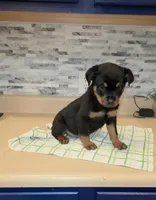 Angel, a female Rottweiler for sale in Indianapolis, IN – Photo 8 of 10