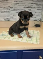 Angel, a female Rottweiler for sale in Indianapolis, IN – Photo 3 of 10