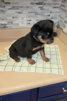 Angel, a female Rottweiler for sale in Indianapolis, IN – Photo 4 of 10