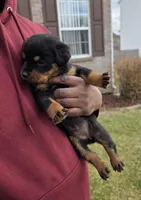 Angel, a female Rottweiler for sale in Indianapolis, IN – Photo 3 of 10