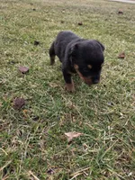 Angel, a female Rottweiler for sale in Indianapolis, IN – Photo 10 of 10