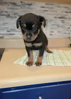 Angel, a female Rottweiler for sale in Indianapolis, IN – Photo 2 of 10