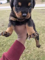 Angel, a female Rottweiler for sale in Indianapolis, IN – Photo 8 of 10