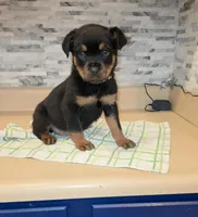 Angel, a female Rottweiler for sale in Indianapolis, IN – Photo 10 of 10