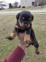 Angel, a female Rottweiler for sale in Indianapolis, IN – Photo 9 of 10