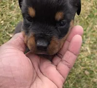 Angel, a female Rottweiler for sale in Indianapolis, IN – Photo 1 of 10