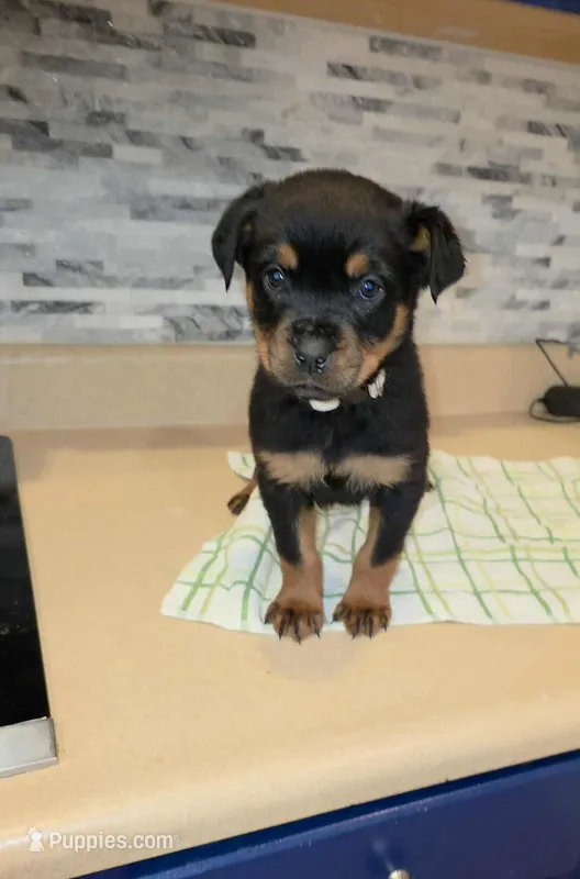 Angel – Rottweiler puppy for sale in Indianapolis, IN