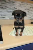 Angel, a female Rottweiler for sale in Indianapolis, IN – Photo 1 of 10