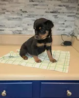 Angel, a female Rottweiler for sale in Indianapolis, IN – Photo 7 of 10