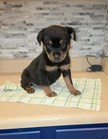 Angel, a female Rottweiler for sale in Indianapolis, IN – Photo 9 of 10