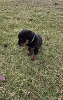 Angel, a female Rottweiler for sale in Indianapolis, IN – Photo 7 of 10