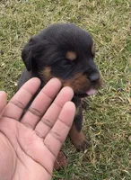 Angel, a female Rottweiler for sale in Indianapolis, IN – Photo 6 of 10
