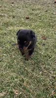 Angel, a female Rottweiler for sale in Indianapolis, IN – Photo 5 of 10