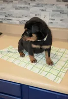 Angel, a female Rottweiler for sale in Indianapolis, IN – Photo 6 of 10