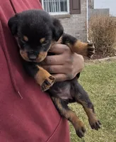 Angel, a female Rottweiler for sale in Indianapolis, IN – Photo 2 of 10