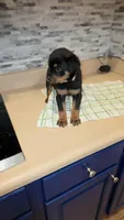 Angel, a female Rottweiler for sale in Indianapolis, IN – Photo 5 of 10