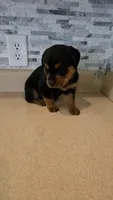 Delilah, a female Rottweiler for sale in Indianapolis, IN – 8 of 9