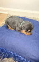 Rosie, a female Rottweiler for sale in Indianapolis, IN – Photo 2 of 7