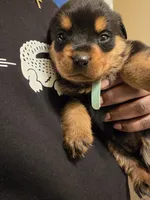 Rosie, a female Rottweiler for sale in Indianapolis, IN – Photo 7 of 7