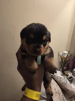 Rosie, a female Rottweiler for sale in Indianapolis, IN – Photo 5 of 7