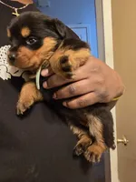 Rosie, a female Rottweiler for sale in Indianapolis, IN – Photo 6 of 7