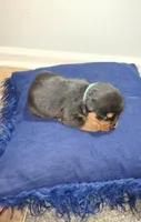 Rosie, a female Rottweiler for sale in Indianapolis, IN – Photo 3 of 7