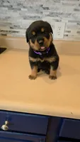 Sasha, a female Rottweiler for sale in Indianapolis, IN – 5 of 9