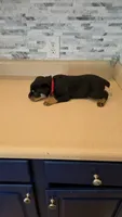 *Hercules*, a male Rottweiler for sale in Indianapolis, IN – 5 of 8