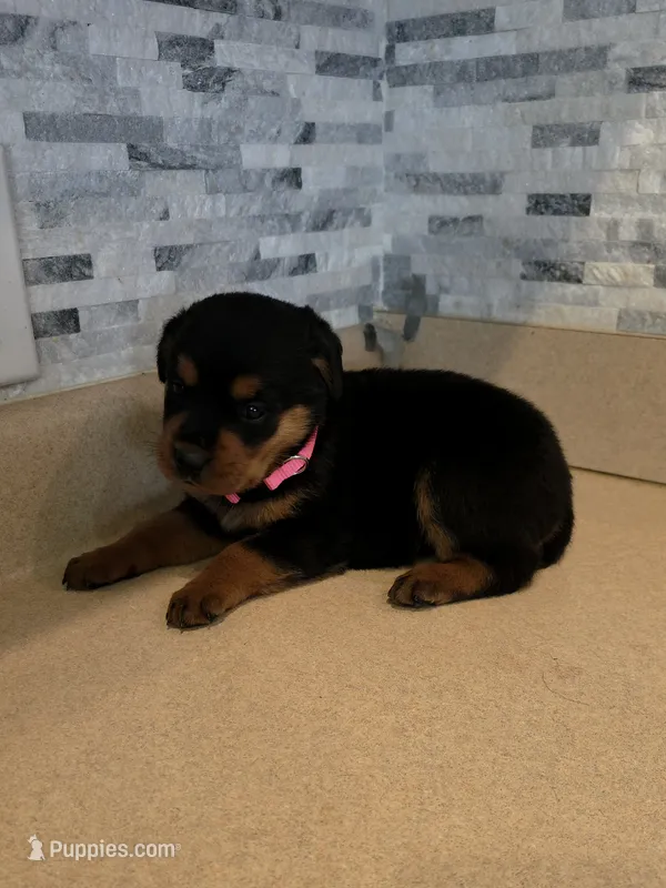 Delilah – Rottweiler puppy for sale in Indianapolis, IN