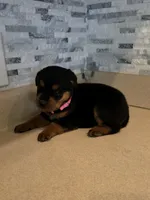Delilah, a female Rottweiler for sale in Indianapolis, IN – 1 of 9