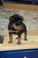 Lady, a female Rottweiler for sale in Indianapolis, IN – Photo 2 of 10