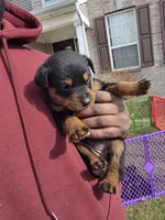 Lady, a female Rottweiler for sale in Indianapolis, IN – Photo 4 of 9