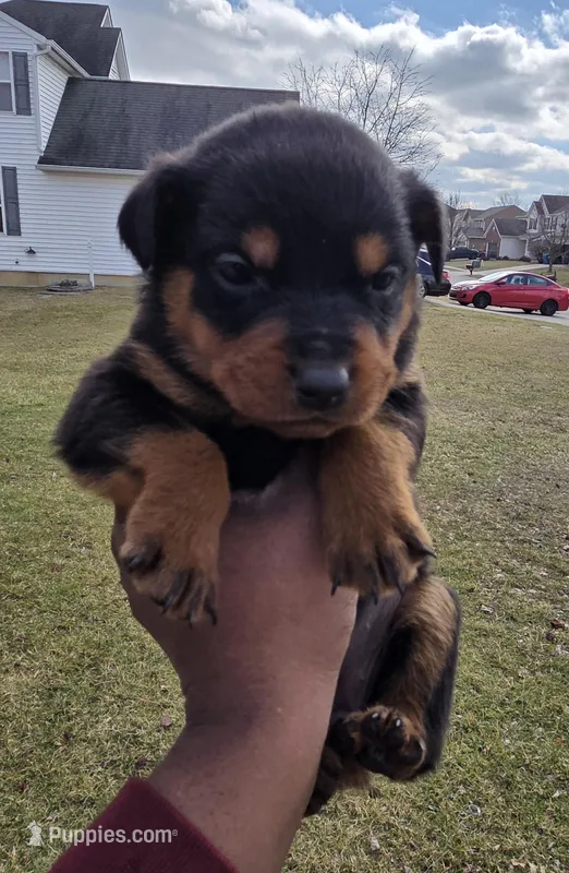 Lady, a female Rottweiler for sale in Indianapolis, IN – Photo 1 of 9