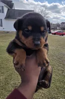 Lady, a female Rottweiler for sale in Indianapolis, IN – Photo 1 of 9