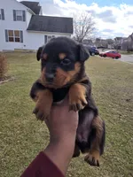 Lady, a female Rottweiler for sale in Indianapolis, IN – Photo 2 of 9