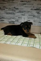 Lady, a female Rottweiler for sale in Indianapolis, IN – Photo 8 of 10