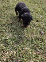 Lady, a female Rottweiler for sale in Indianapolis, IN – Photo 9 of 9