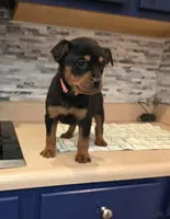 Lady, a female Rottweiler for sale in Indianapolis, IN – Photo 3 of 10