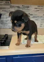 Lady, a female Rottweiler for sale in Indianapolis, IN – Photo 1 of 10