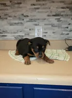 Lady, a female Rottweiler for sale in Indianapolis, IN – Photo 6 of 10