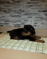 Lady, a female Rottweiler for sale in Indianapolis, IN – Photo 9 of 10
