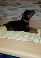 Lady, a female Rottweiler for sale in Indianapolis, IN – Photo 10 of 10