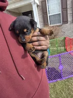 Lady, a female Rottweiler for sale in Indianapolis, IN – Photo 5 of 9