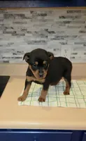 Lady, a female Rottweiler for sale in Indianapolis, IN – Photo 5 of 10