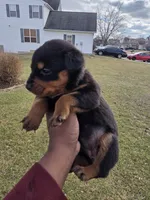 Lady, a female Rottweiler for sale in Indianapolis, IN – Photo 3 of 9
