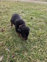 Lady, a female Rottweiler for sale in Indianapolis, IN – Photo 7 of 9
