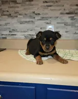 Lady, a female Rottweiler for sale in Indianapolis, IN – Photo 7 of 10